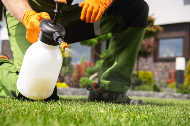Best Termite Control Services  in Desert Palms, CA