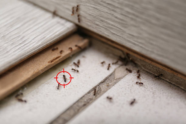 Trusted Desert Palms, CA Pest Control Experts